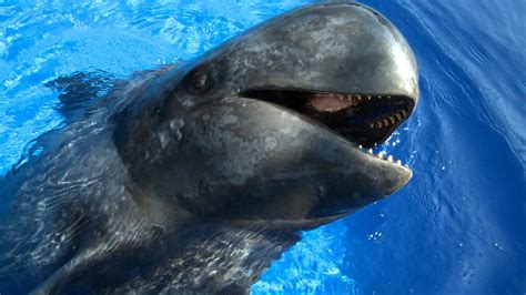 pilot whalw|are pilot whales endangered.